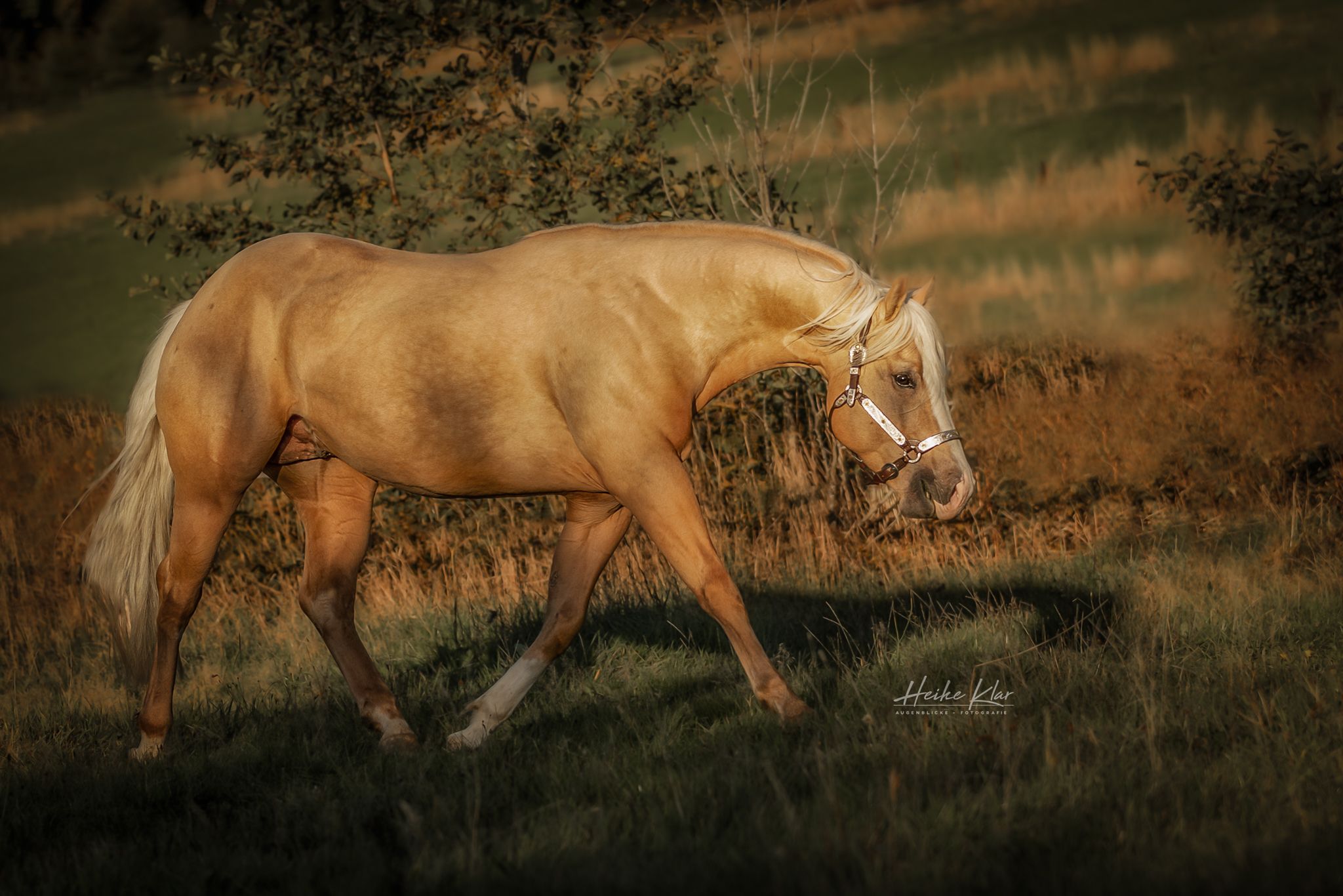 8e8b9f27-ee9d-4ced-8d82-d86bbc5566be