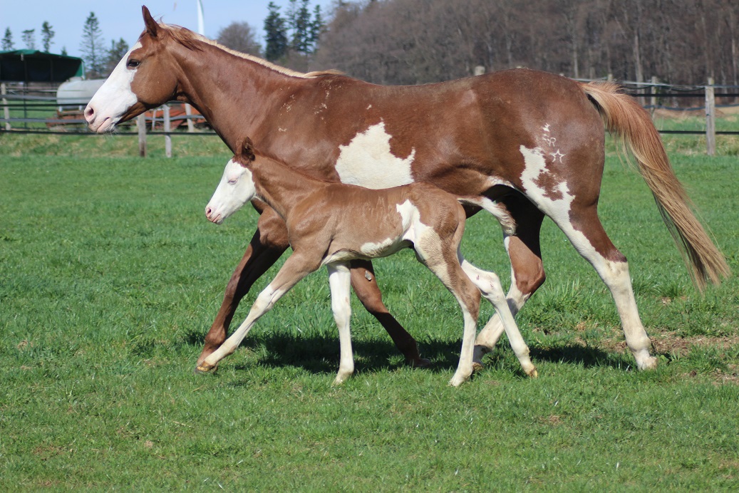 NetObjects Fusion 2015