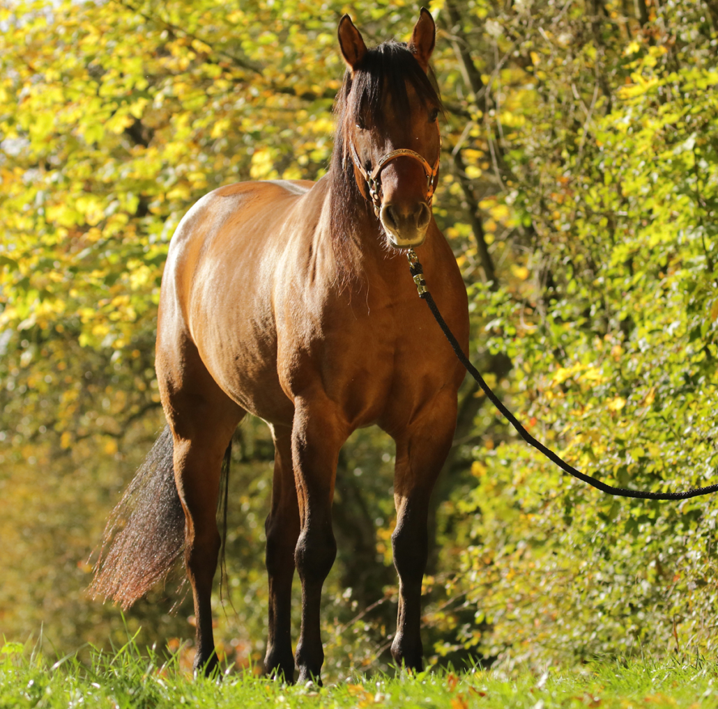 deckhengst-magic-einstein-12