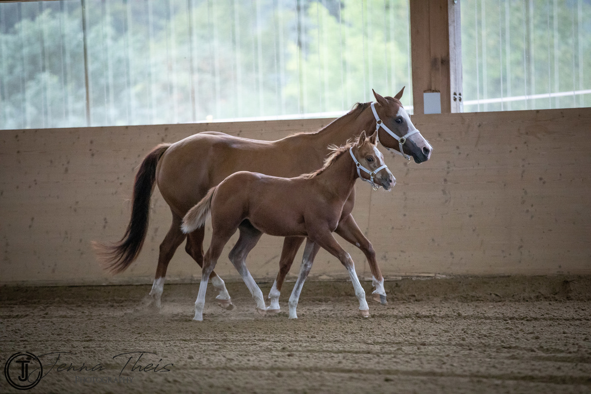 jennatheis_DQHA Fohlenschau-064_M mit Logo (max. 1200px) _8e1d6890
